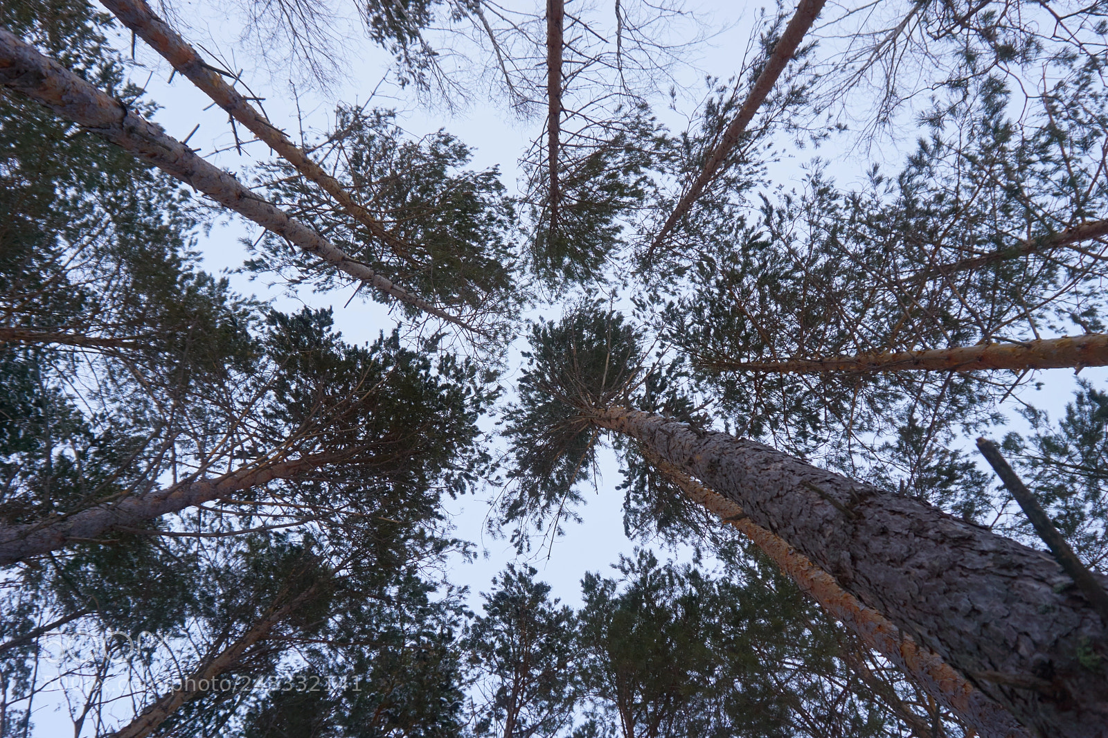 Sony a5100 sample photo. Treetops photography