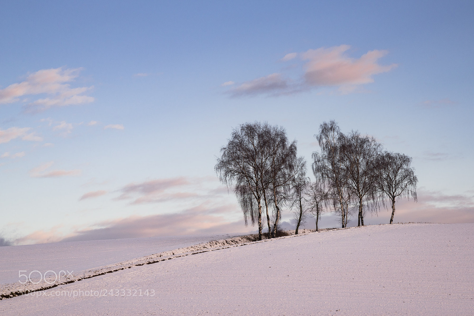 Nikon D610 sample photo. Trees photography