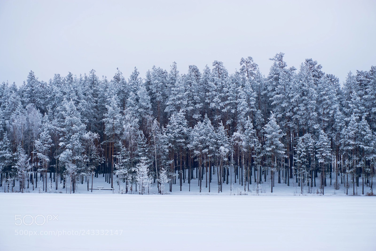 Sony a5100 sample photo. Winter forest photography