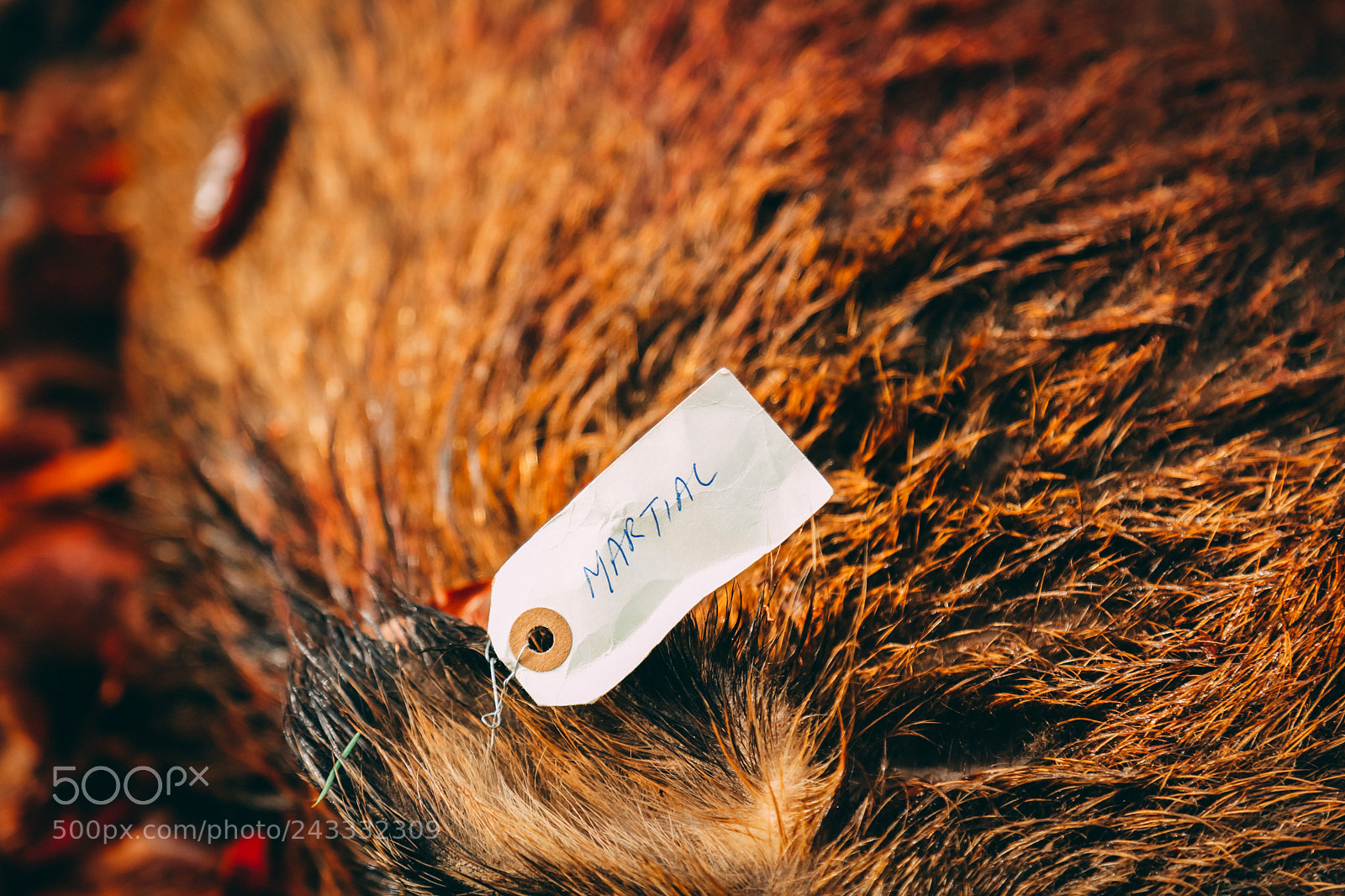 Canon EOS 5DS sample photo. Aa photography