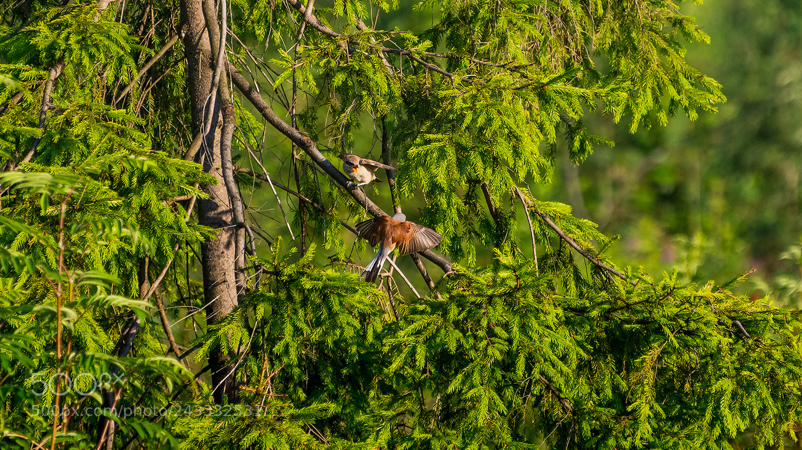Nikon D810 sample photo. Shrikes photography