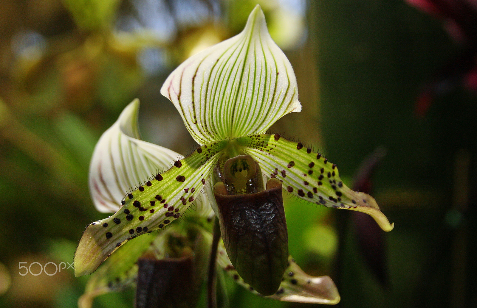 Canon EOS 1000D (EOS Digital Rebel XS / EOS Kiss F) sample photo. Paphiopedilum argus (rchb. f.) stein photography