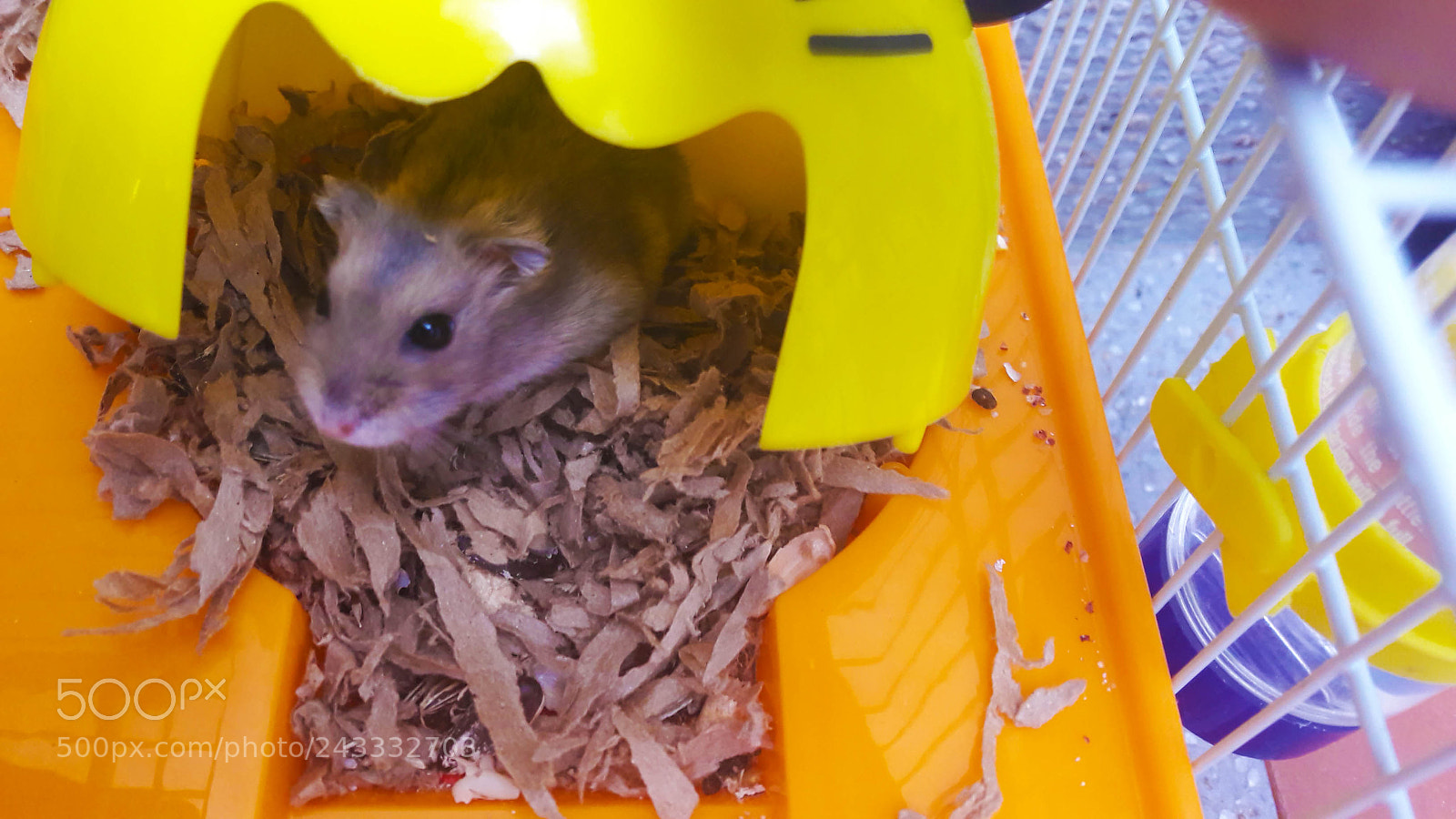 Samsung Galaxy A5(2016) sample photo. Hamster photography