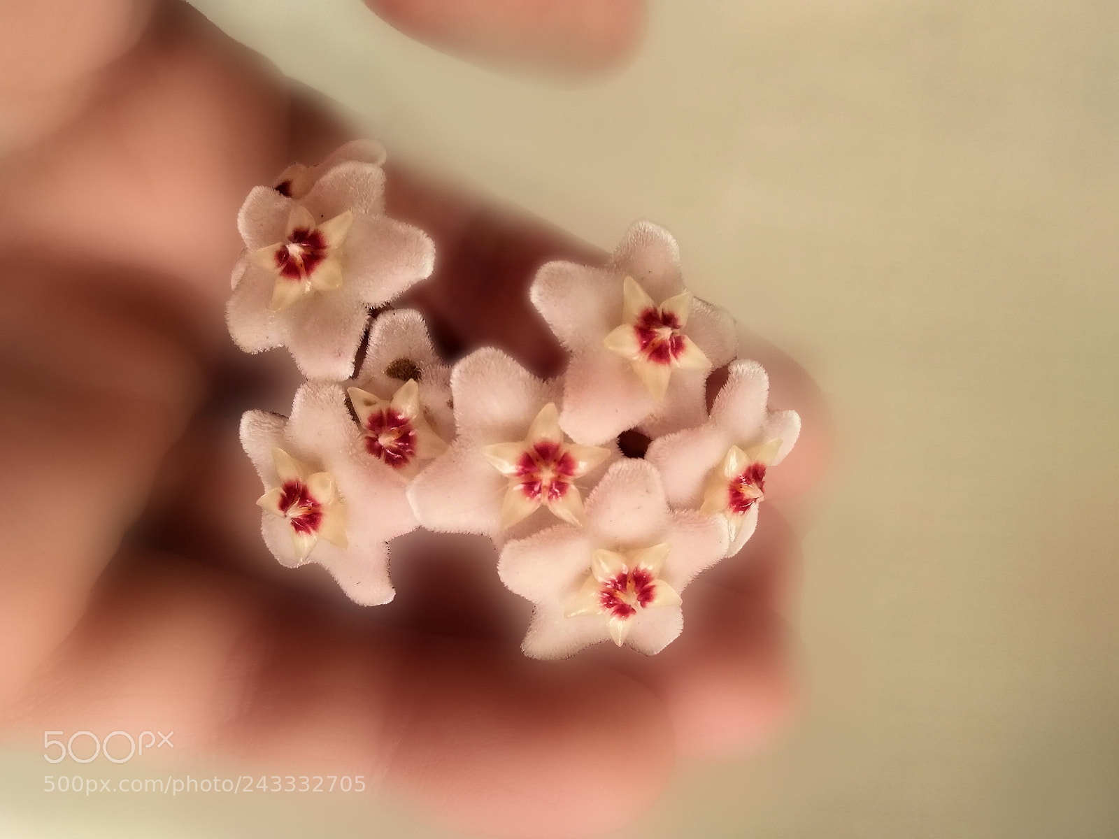 Xiaomi Redmi Note3 sample photo. Flor de nácar photography