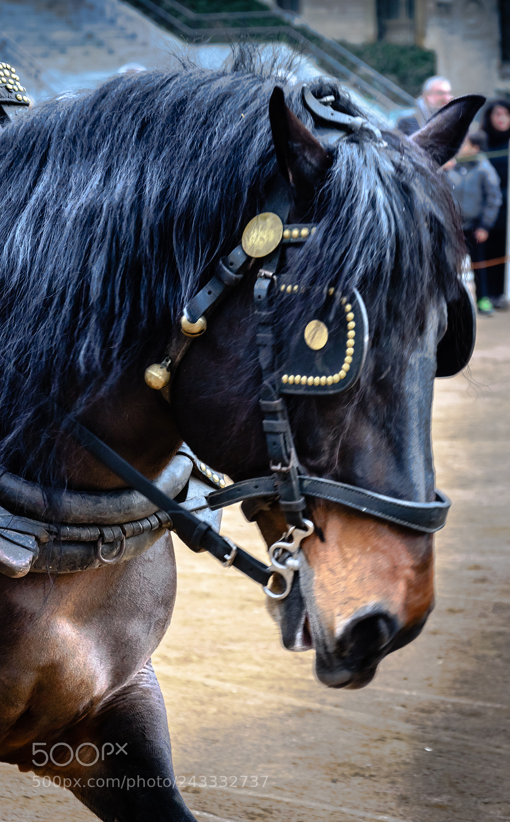 Nikon D7200 sample photo. Belleza animal... photography
