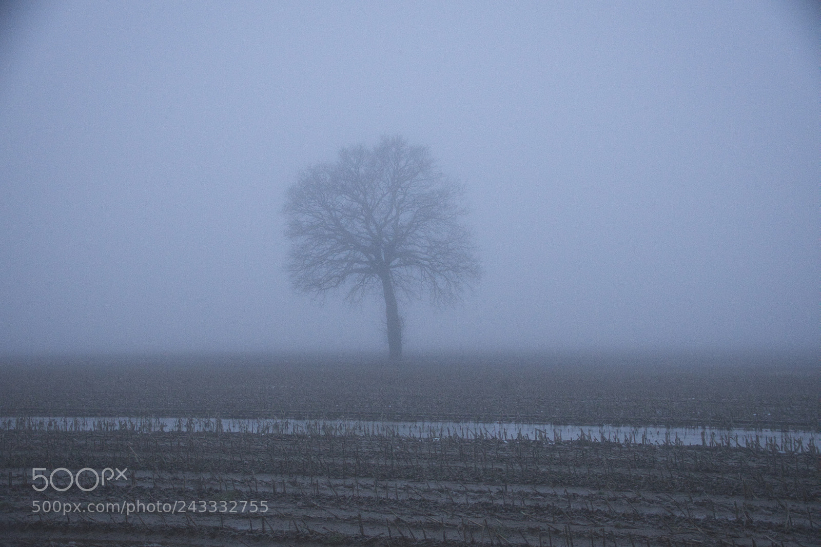 Sony SLT-A68 sample photo. Januar fog photography