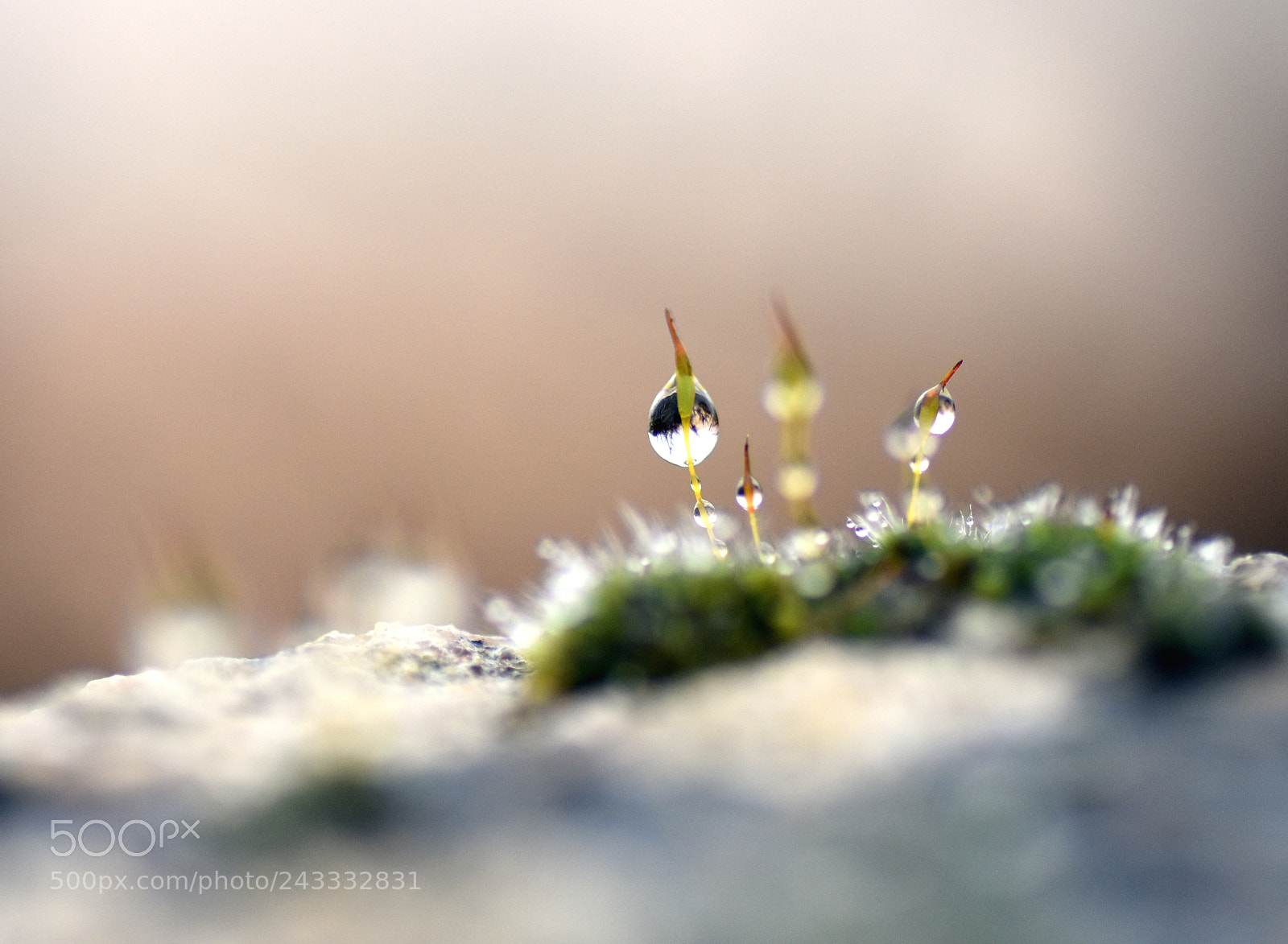Nikon D7200 sample photo. Drops drops drops photography