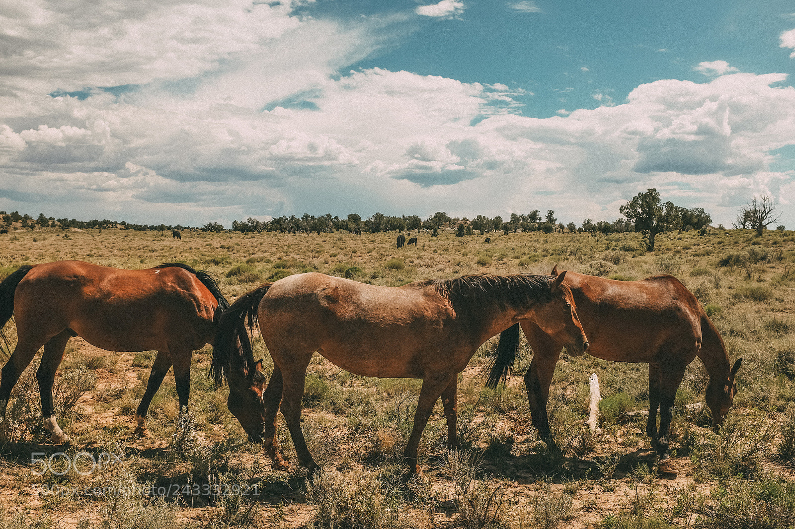 Fujifilm X100S sample photo. Horses. hurricane, utah. photography