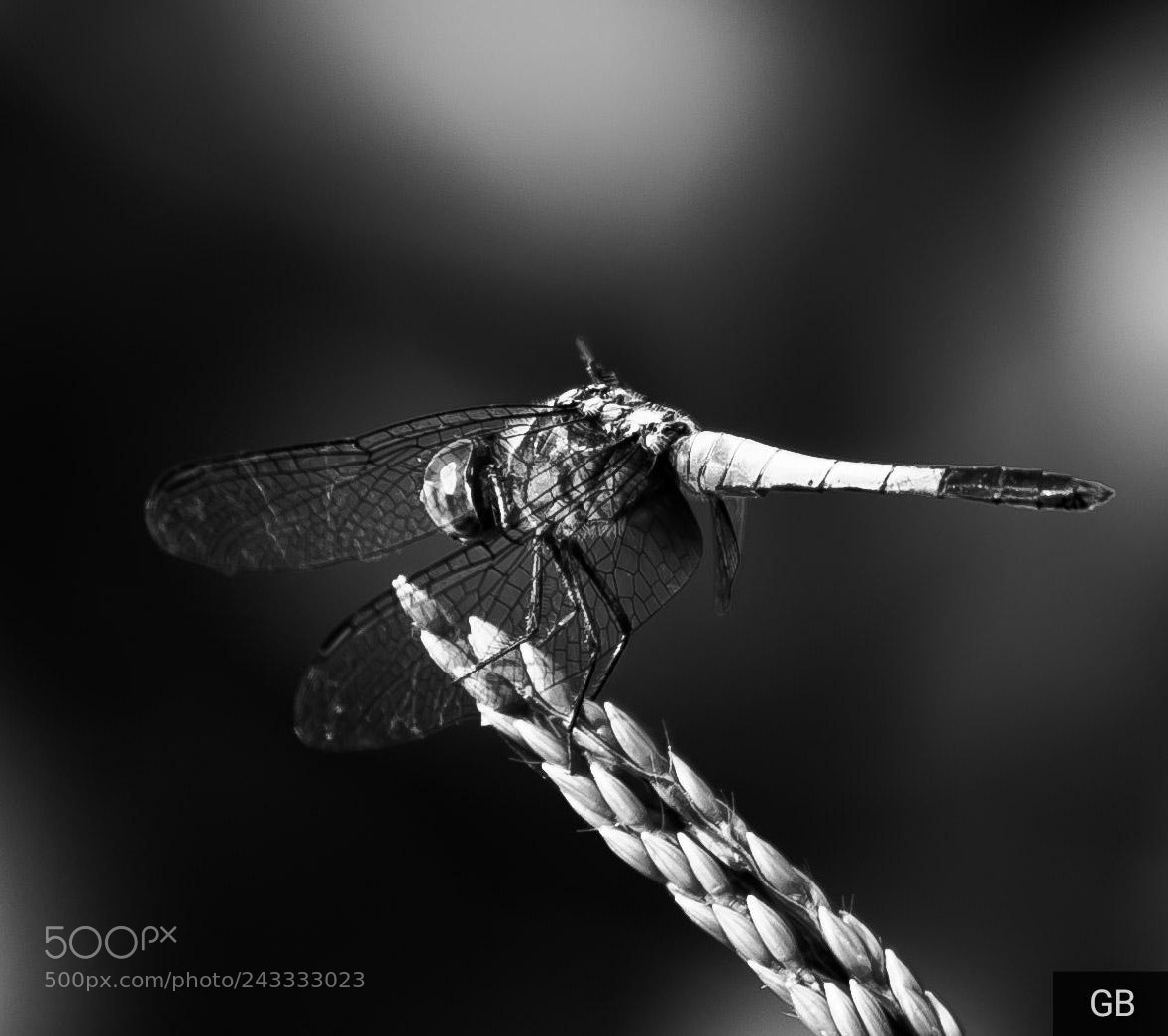 Nikon D610 sample photo. Damsels in black photography
