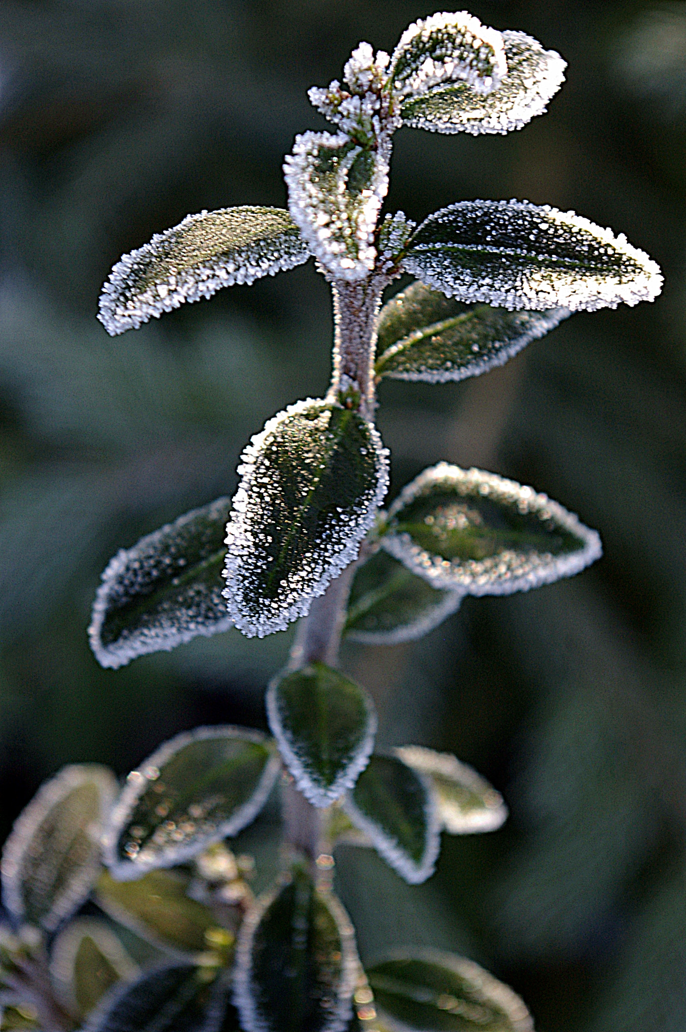 Pentax *ist DS + Pentax smc DA 18-55mm F3.5-5.6 AL sample photo. Frost pflanze photography