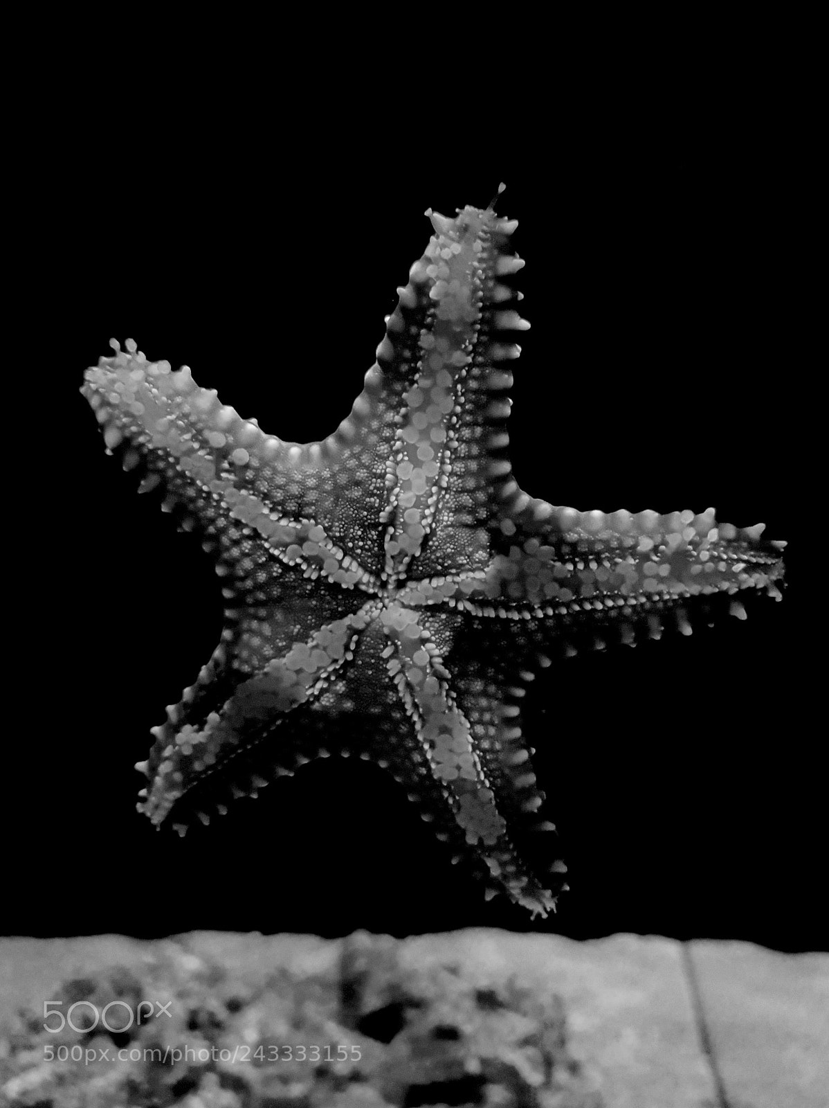 Samsung Galaxy S8+ sample photo. Estrella de mar en photography