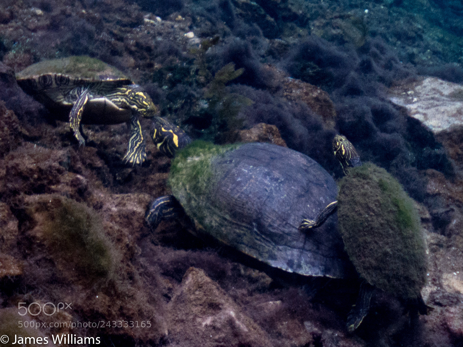 Sony Cyber-shot DSC-RX100 IV sample photo. Three way turtle mating photography