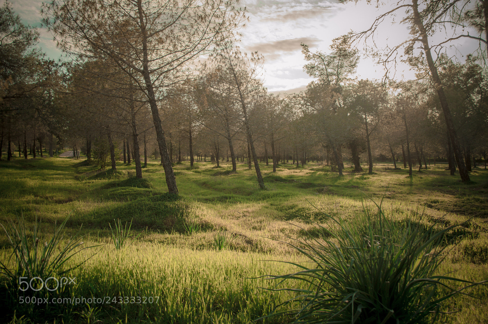 Nikon D3200 sample photo. Park photography