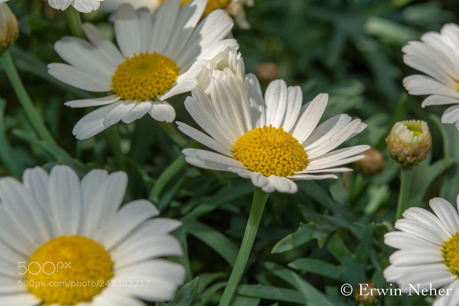 Nikon D7100 sample photo. Flower photography
