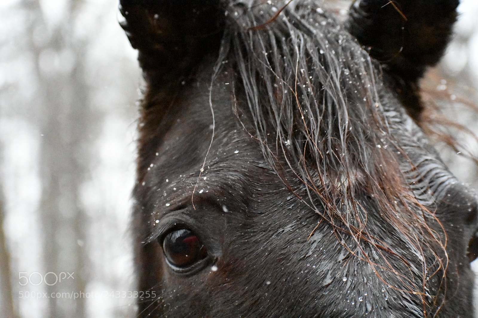 Nikon D3400 sample photo. Alert photography