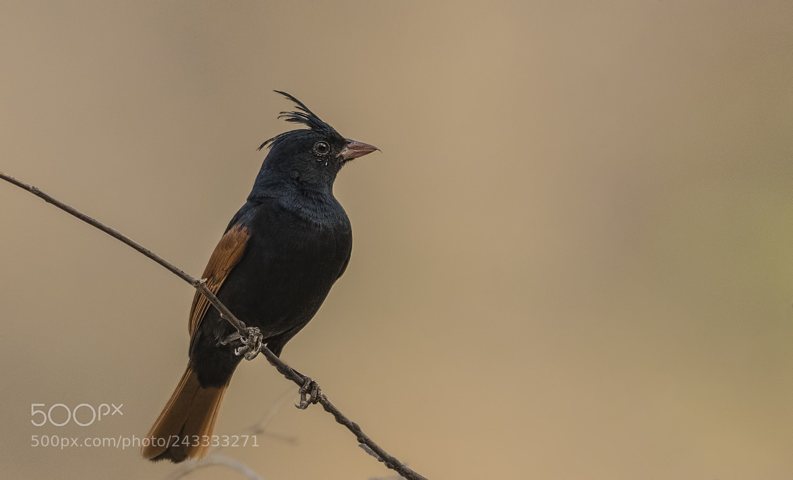 Nikon D500 sample photo. Crested bunting photography
