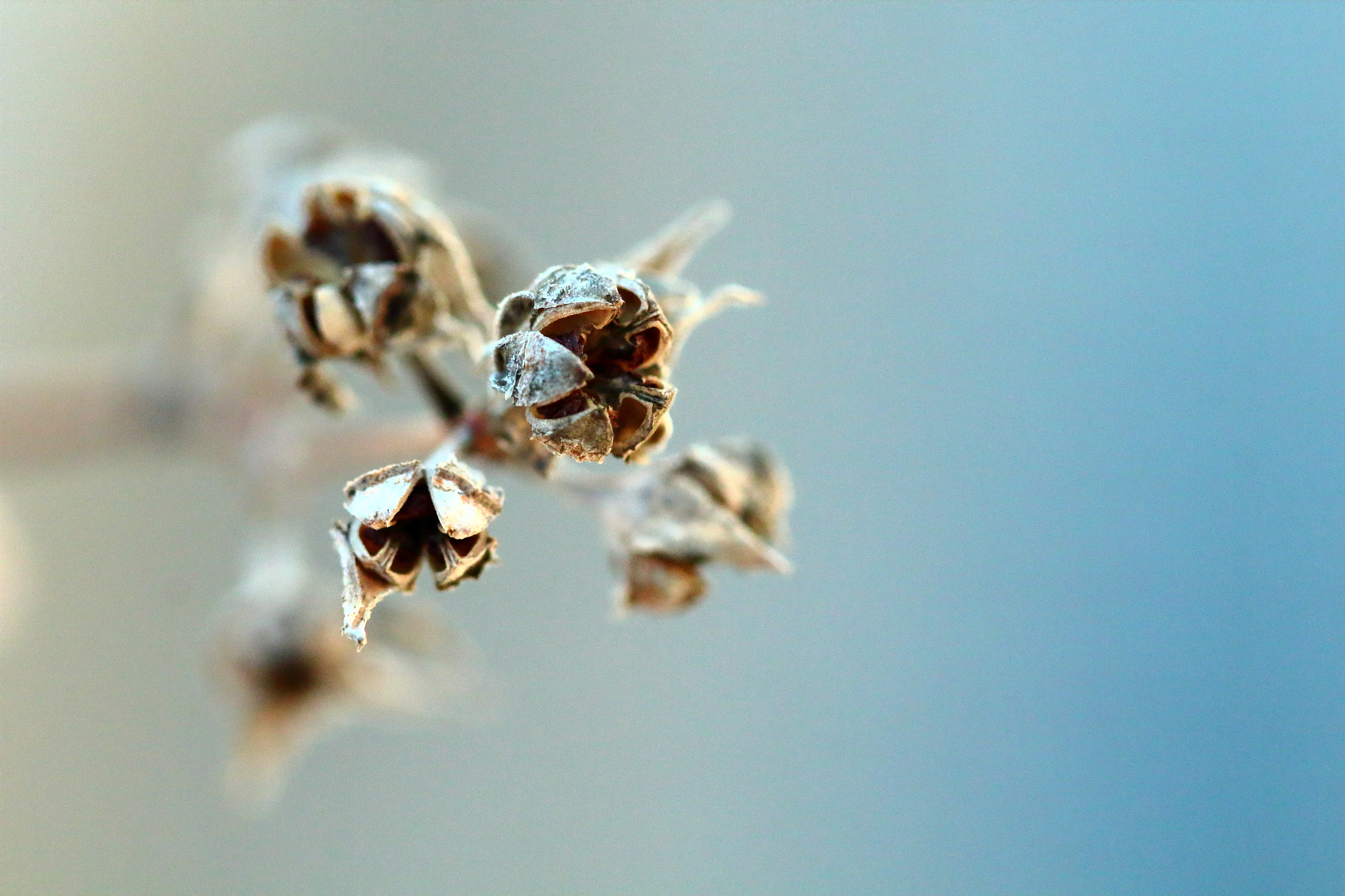 Canon EF 100mm F2.8 Macro USM sample photo. Winter photography