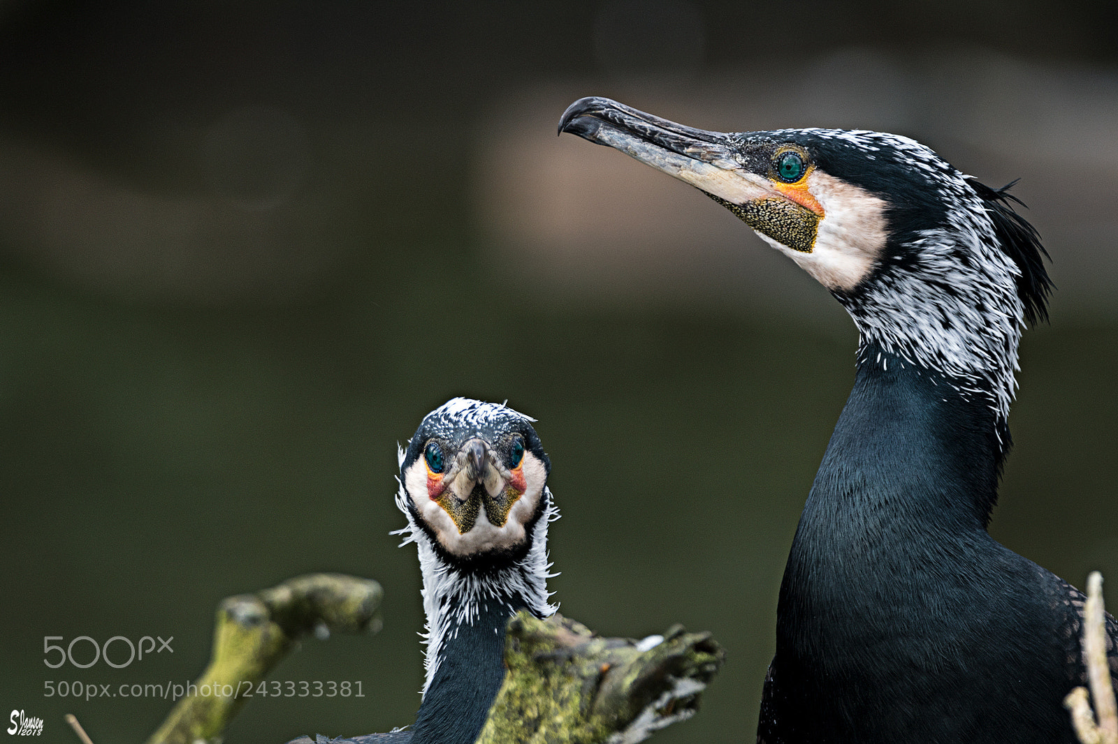 Nikon D500 sample photo. Great cormorant photography