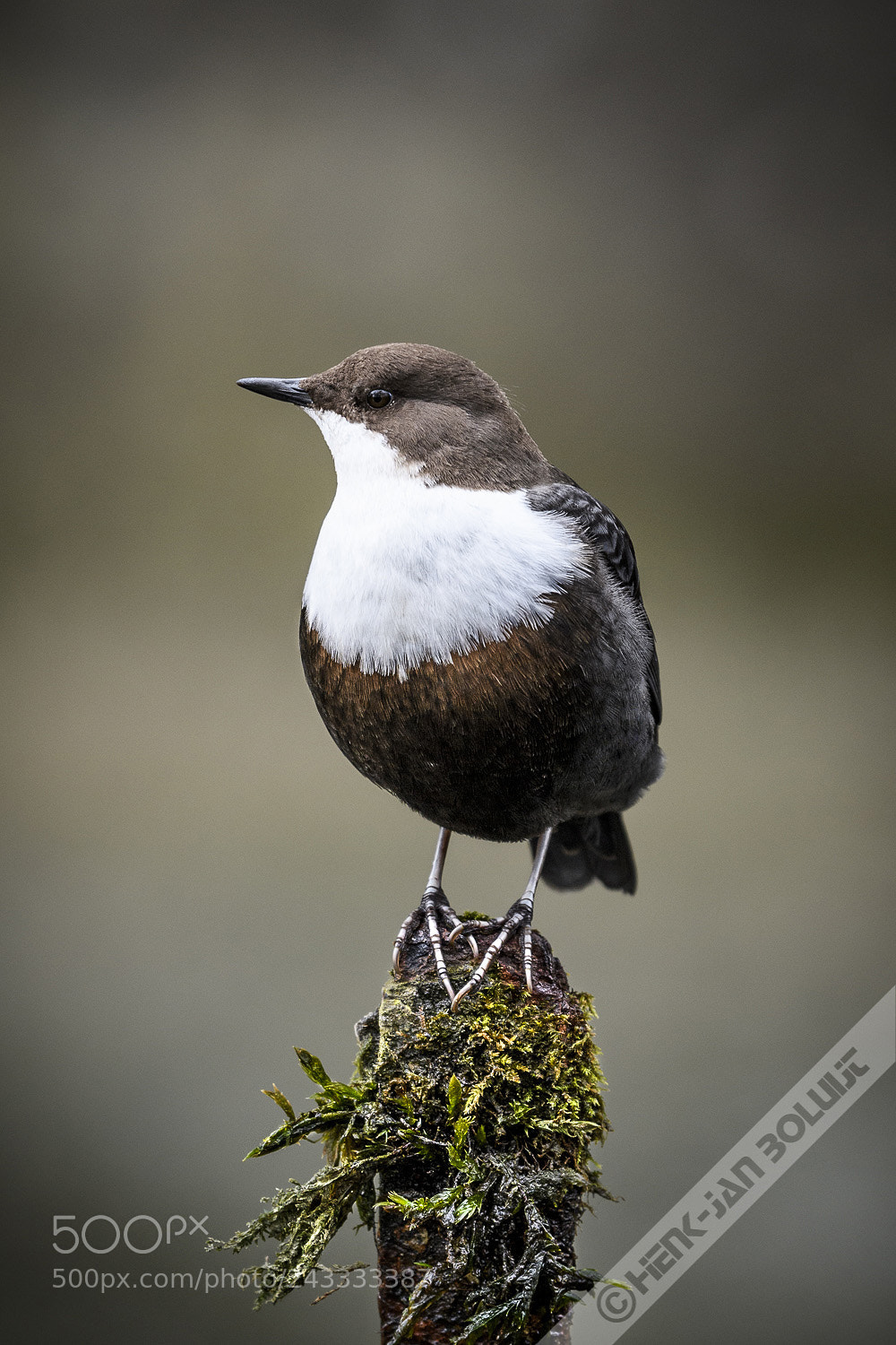 Nikon D500 sample photo. Black-bellied dipper photography