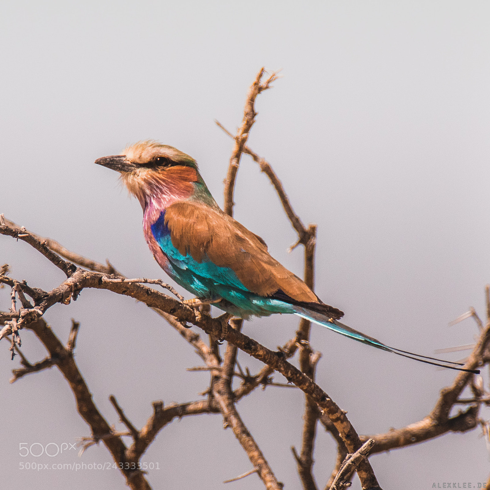 Canon EOS 7D Mark II sample photo. The lilac-breasted roller photography