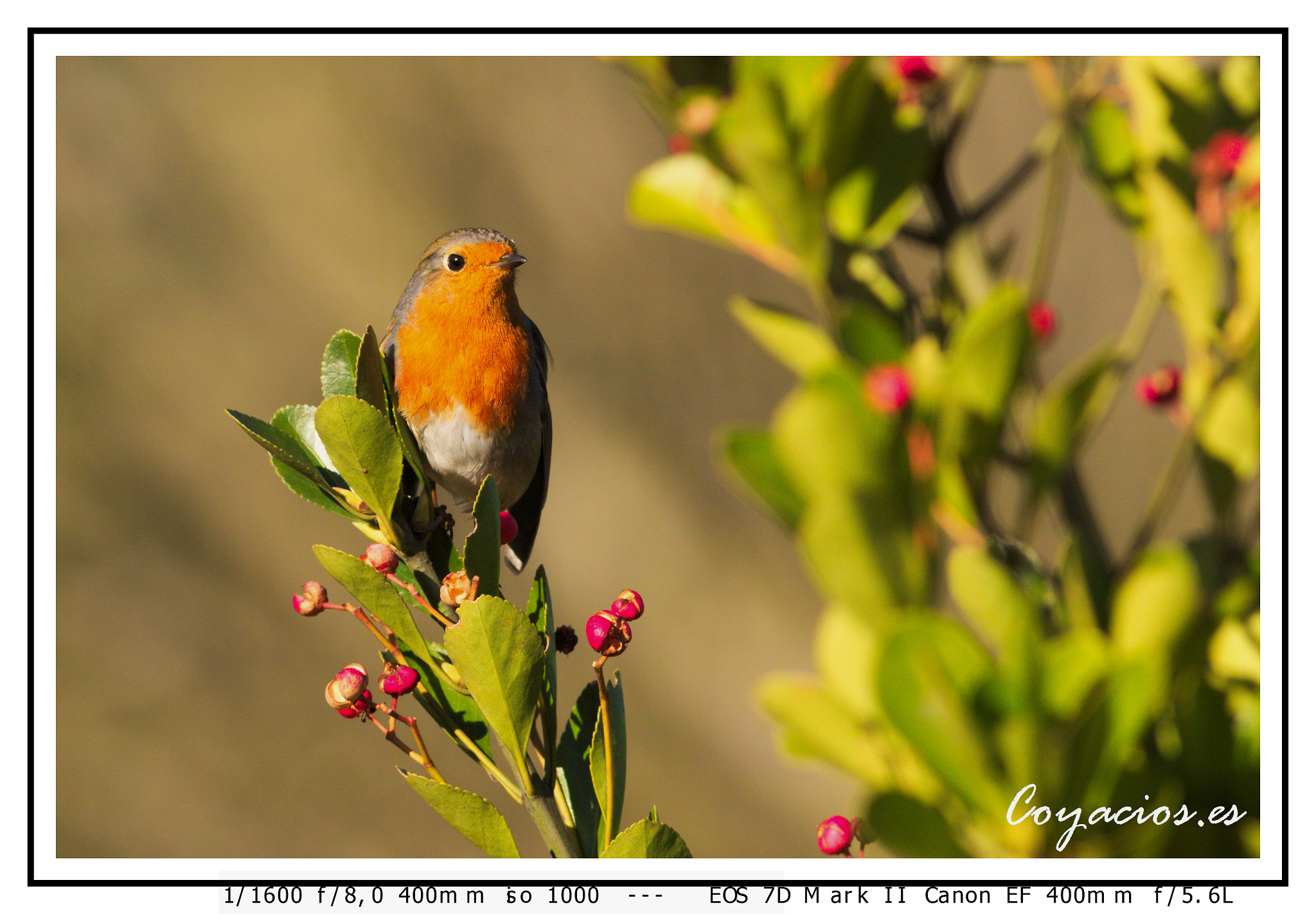 Canon EF 400mm F5.6L USM sample photo. Petirrojo (erithacus rebecula) photography