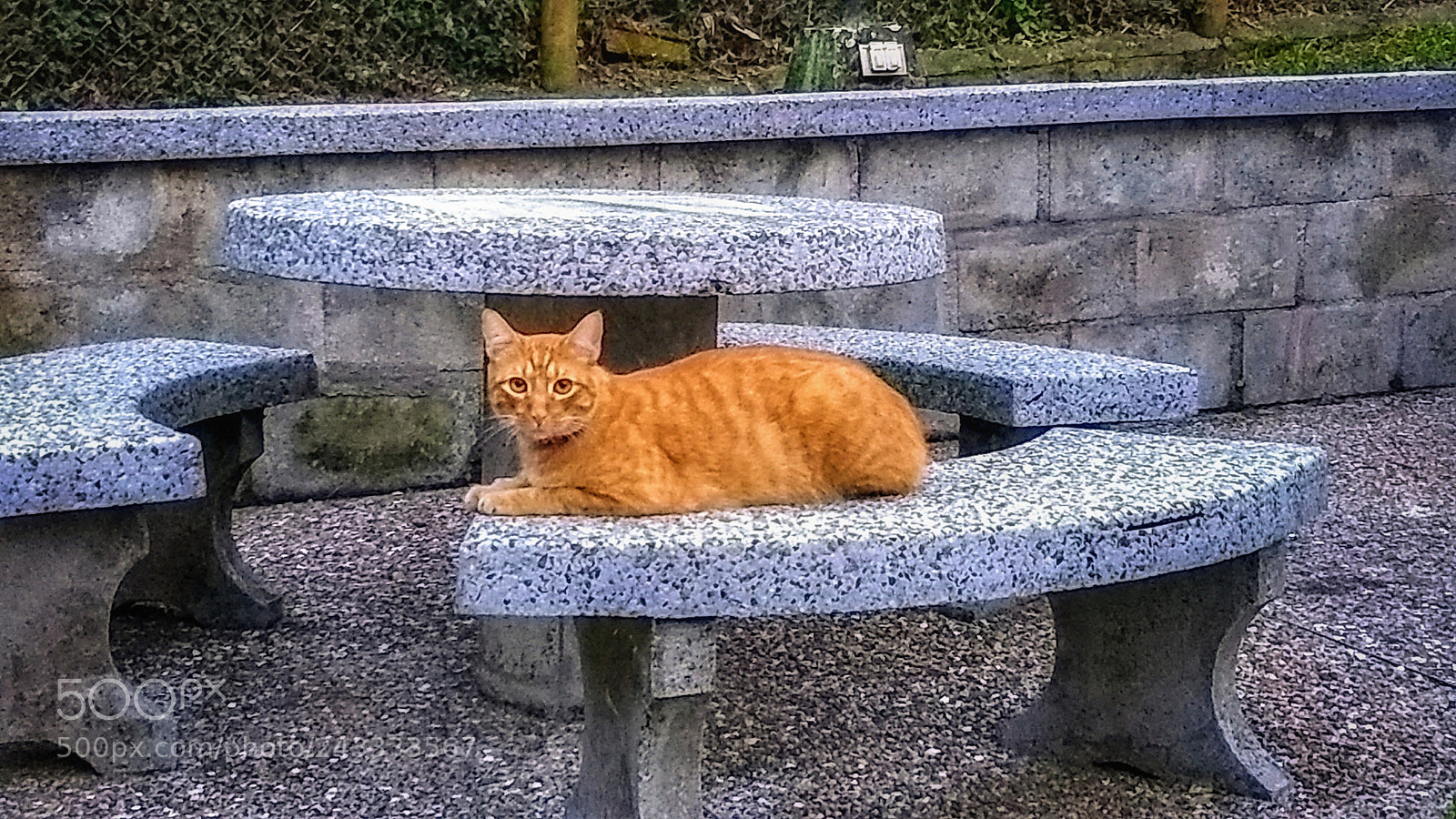 Motorola Moto G (5) Plus sample photo. Fito photography