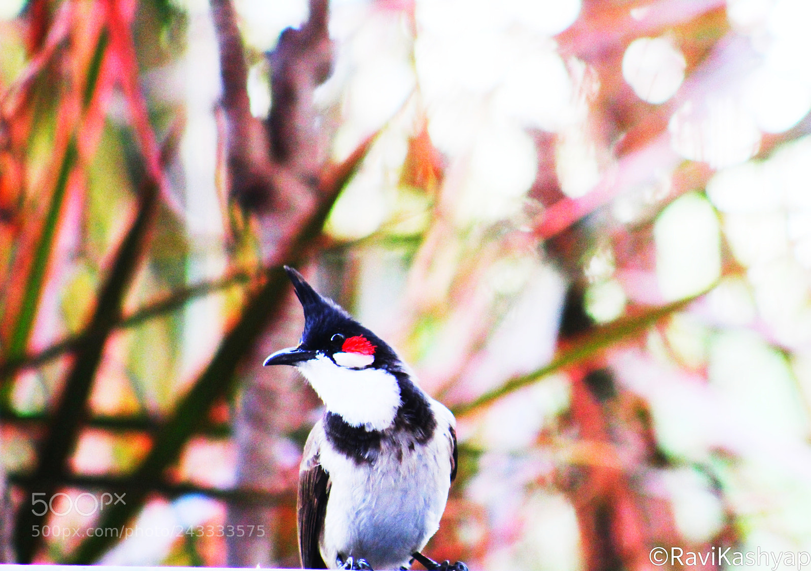 Canon EOS 1300D (EOS Rebel T6 / EOS Kiss X80) sample photo. Little bird! photography
