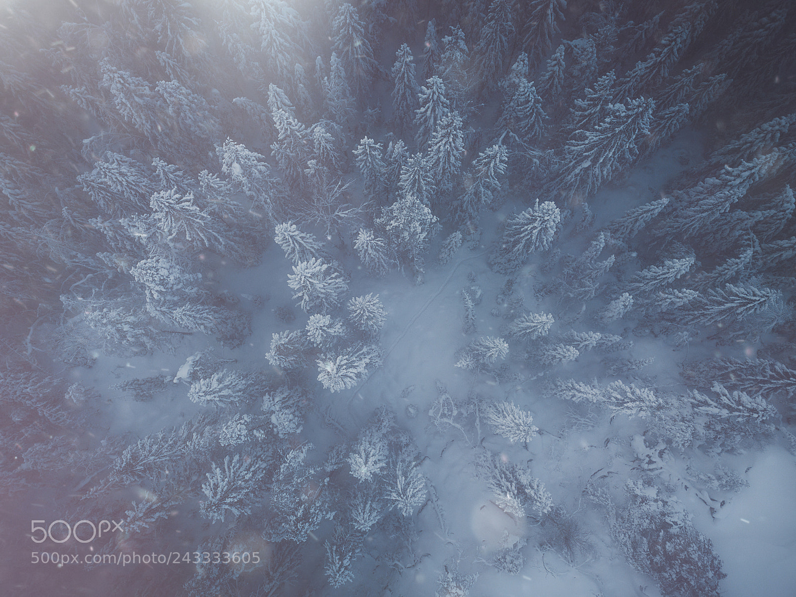 DJI FC220 sample photo. Hurum woods in white photography