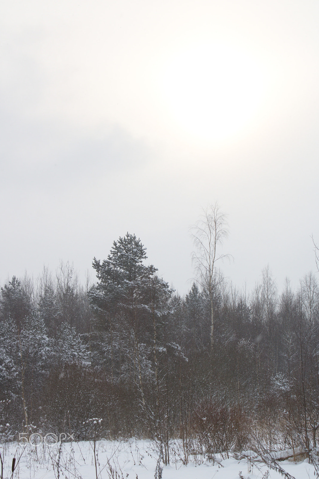Canon EOS 760D (EOS Rebel T6s / EOS 8000D) sample photo. Winter photography