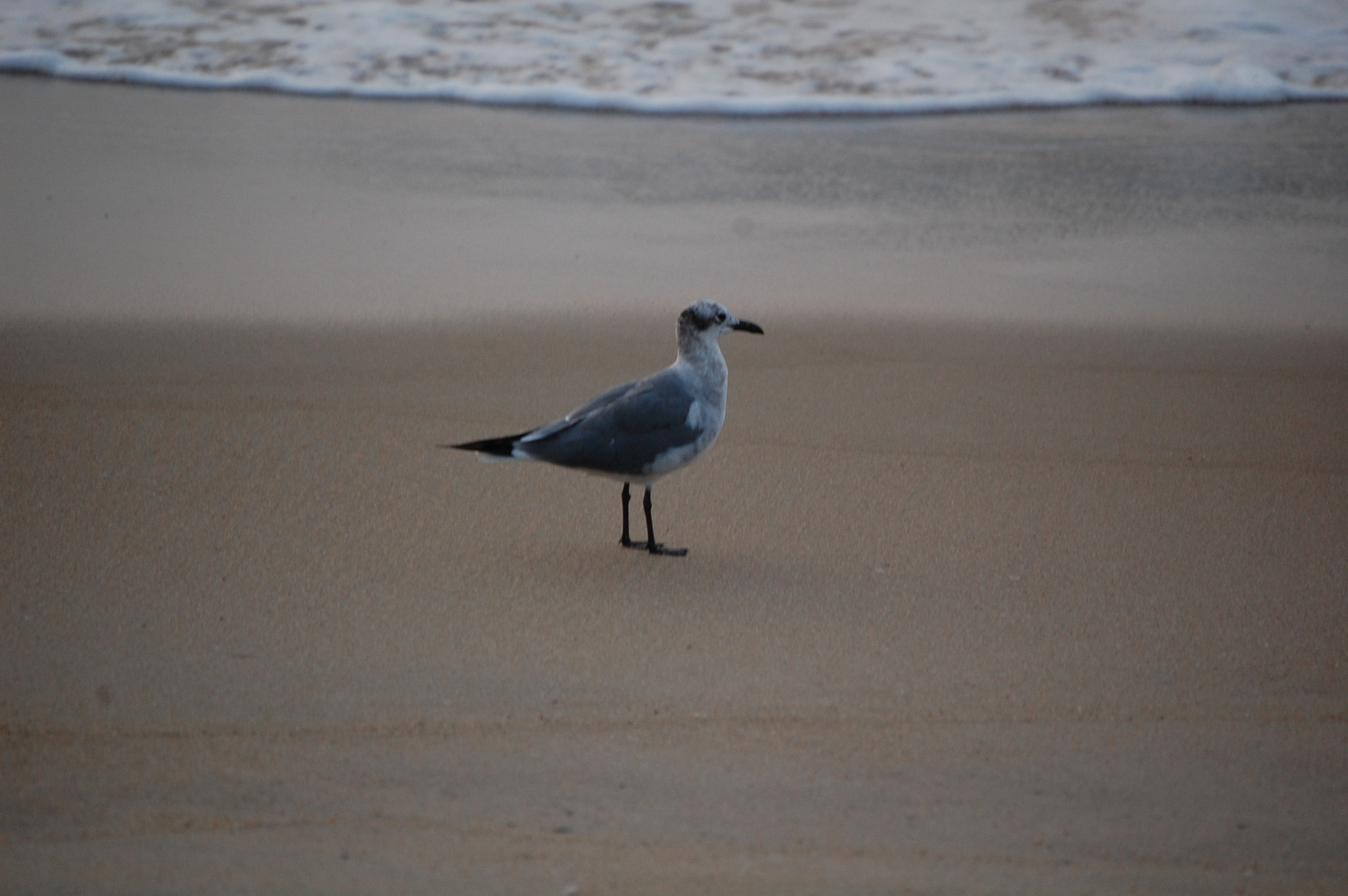 Nikon D40 sample photo. () photography