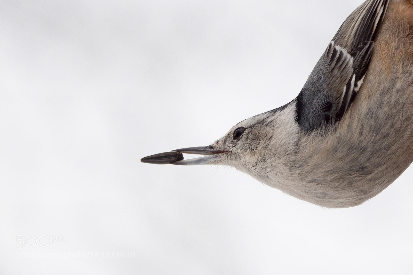 Panasonic Lumix DC-G9 sample photo. White-breasted nuthatch photography