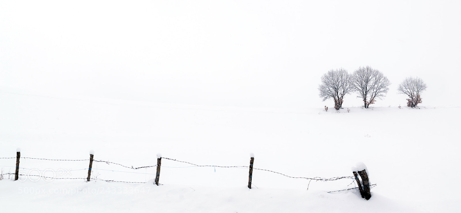 Nikon D610 sample photo. S i m p photography