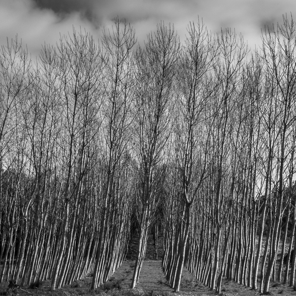 Leica M-Monochrom sample photo. Standing against the wind photography