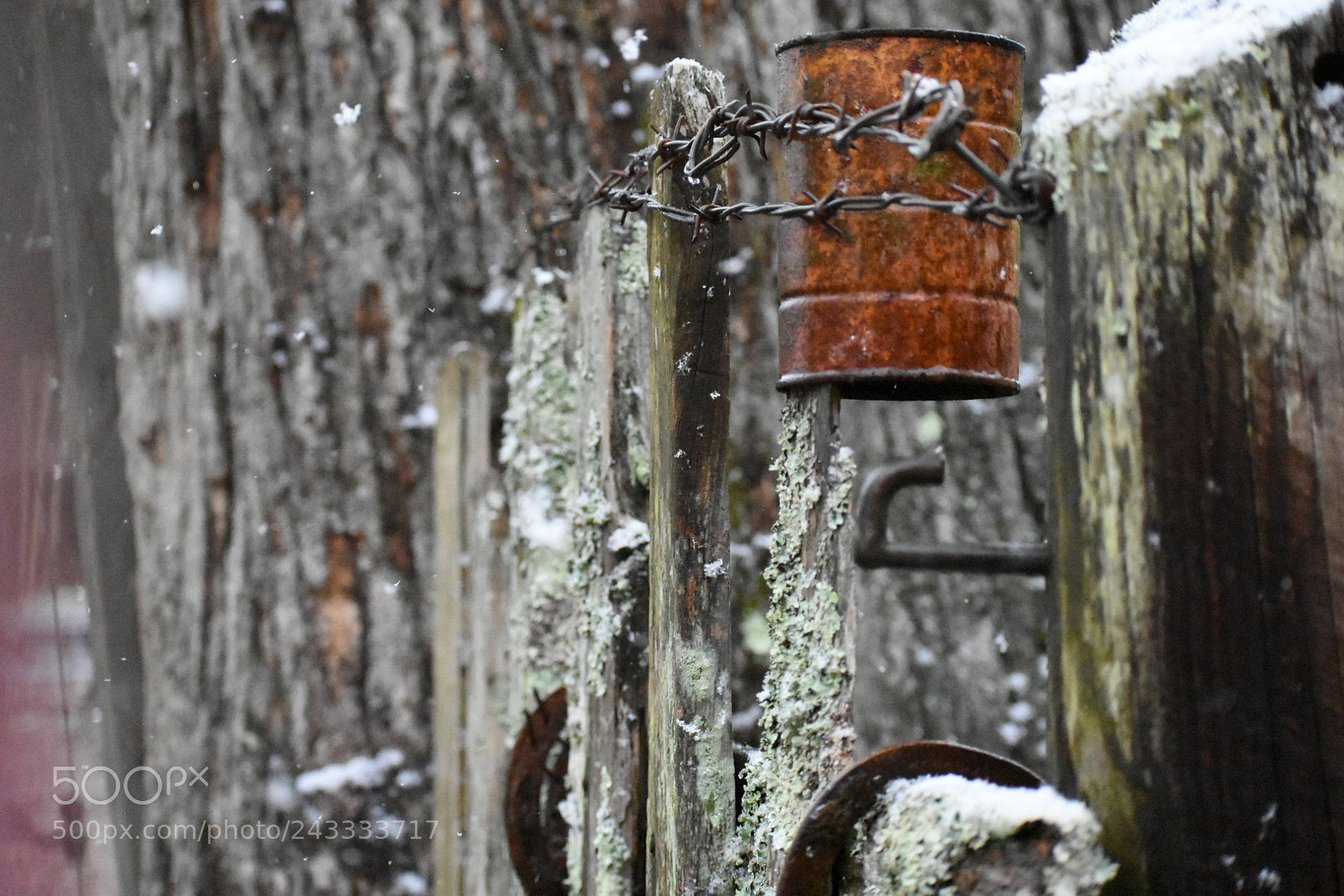Nikon D3400 sample photo. On the fence photography