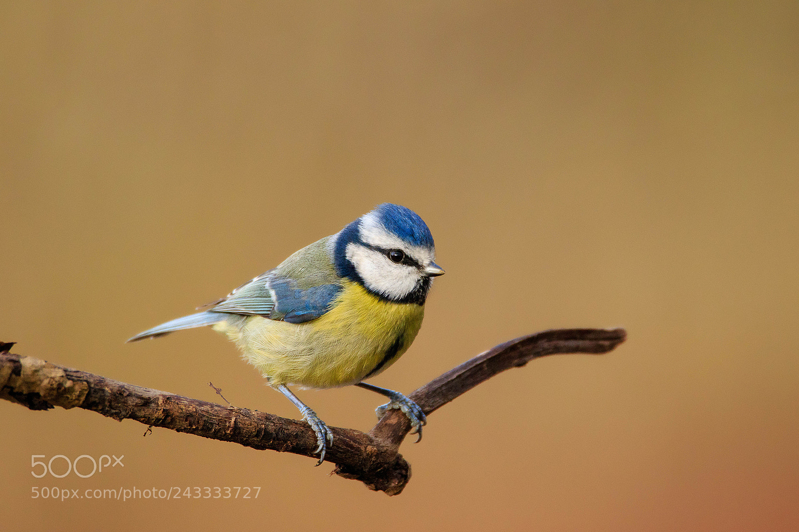 Canon EOS 7D Mark II sample photo. Blue tit photography
