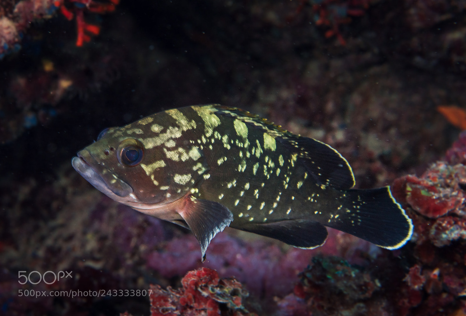 Nikon D810 sample photo. Grouper photography