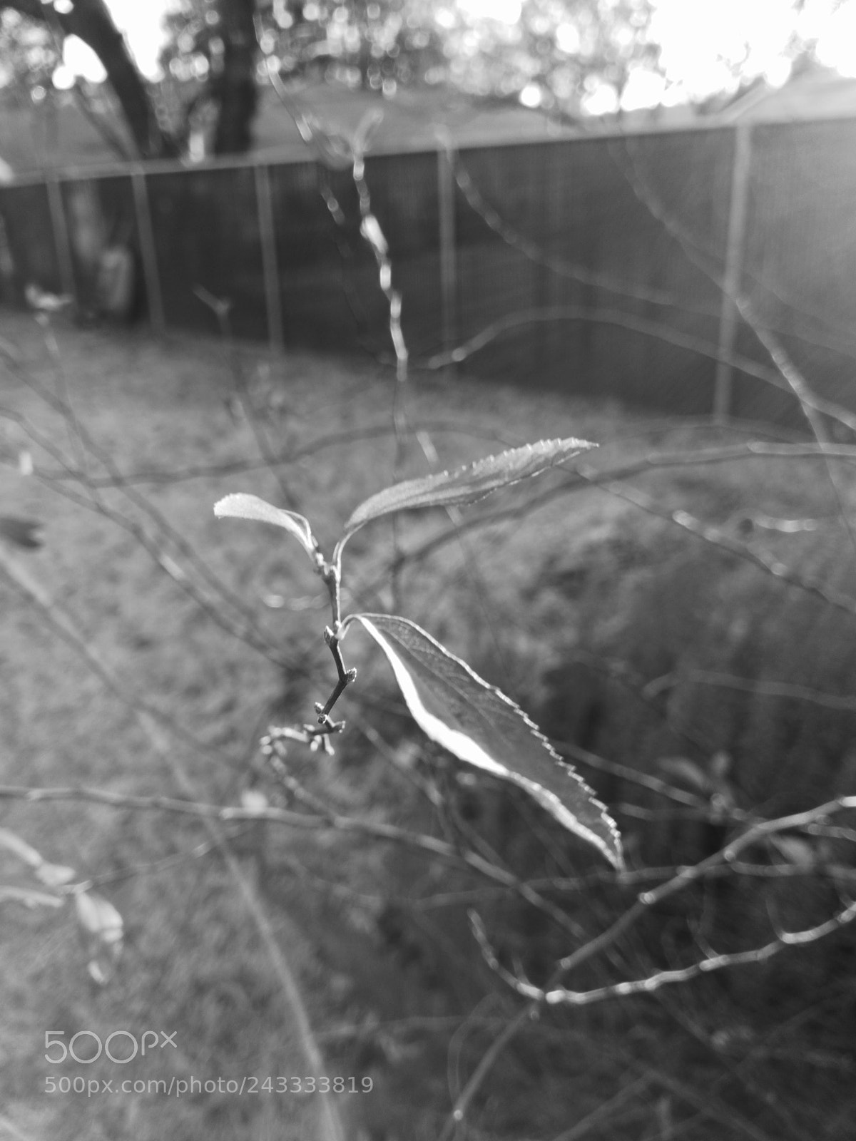 HUAWEI Mate 9 sample photo. Winter photography
