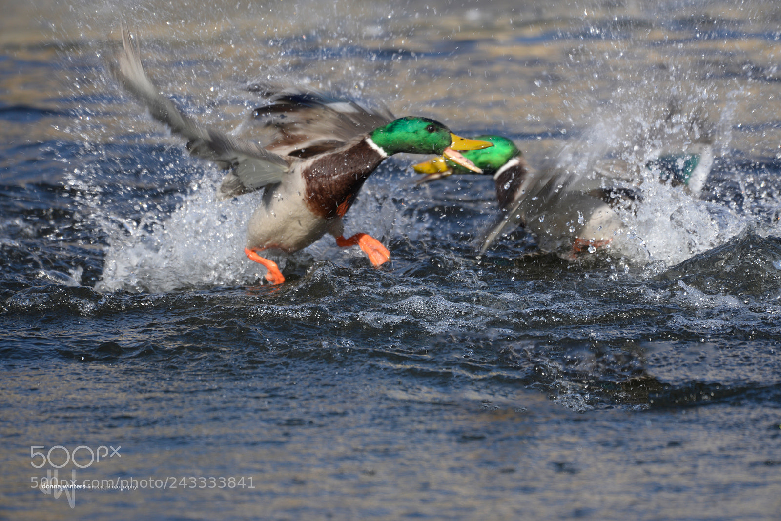 Nikon D610 sample photo. Fight or flight photography