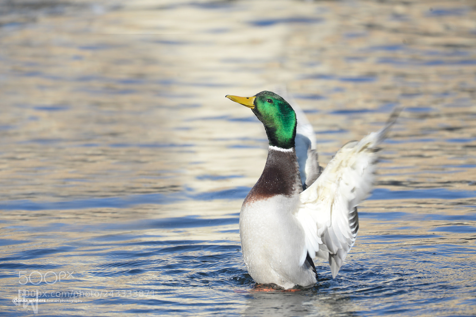 Nikon D610 sample photo. Joyful show off photography