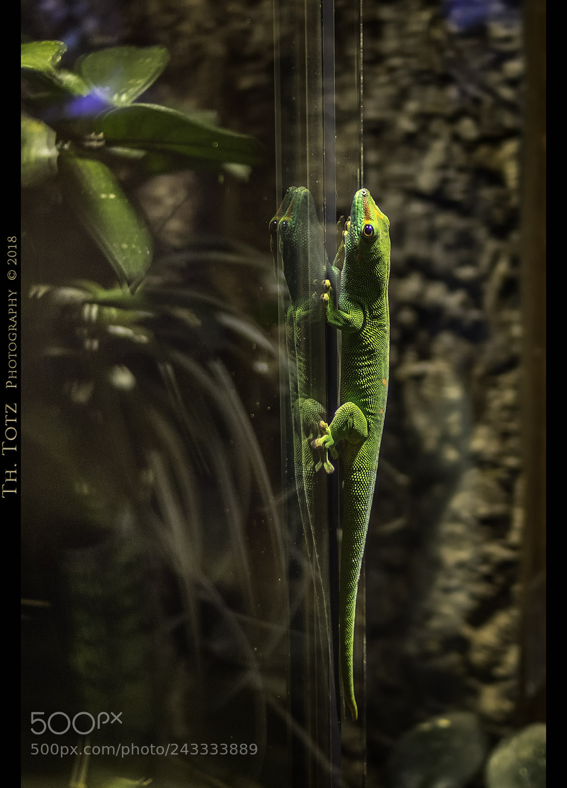Olympus OM-D E-M1 sample photo. Lizard photography