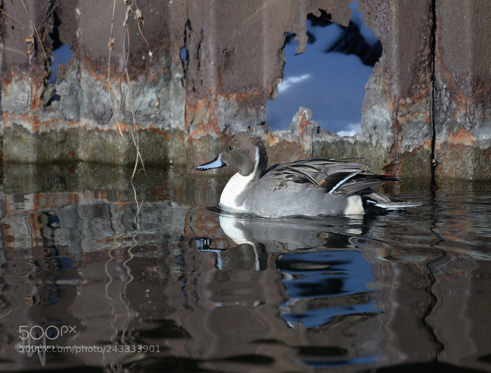 Nikon D610 sample photo. Reflections of a northern photography