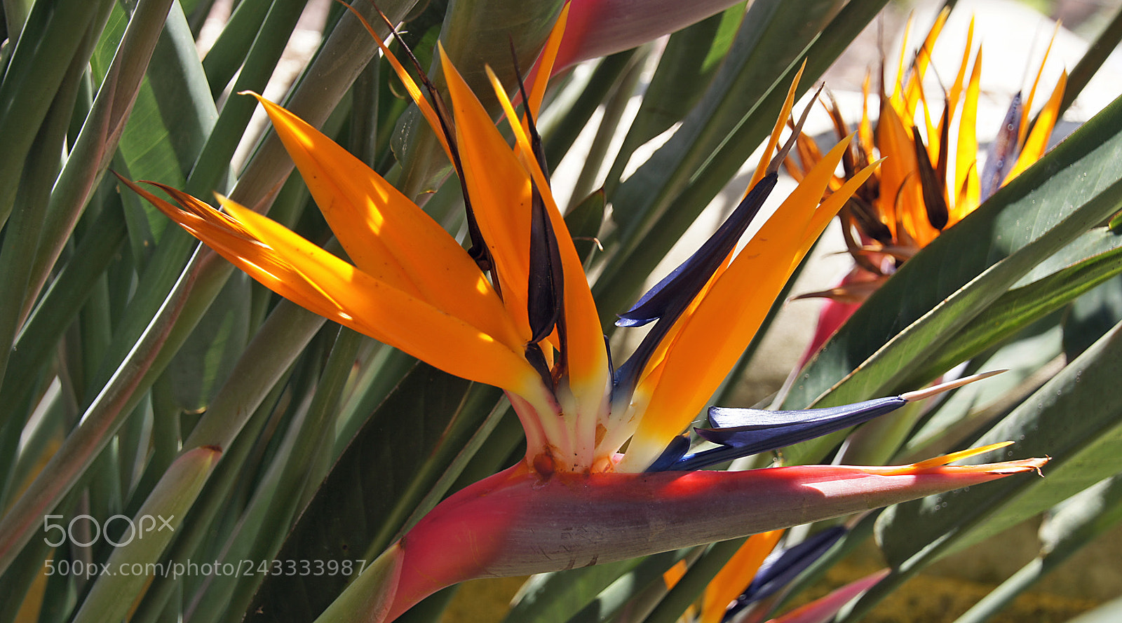 Sony Alpha DSLR-A580 sample photo. Strelizie photography
