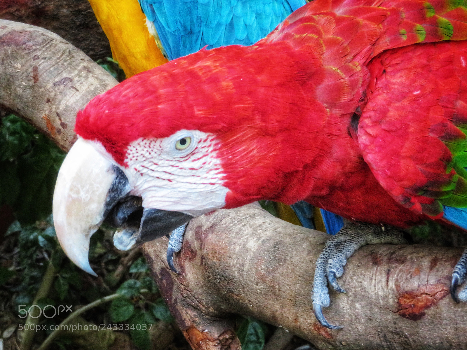 Canon PowerShot SX720 HS sample photo. Scarlet macaw heckling photography