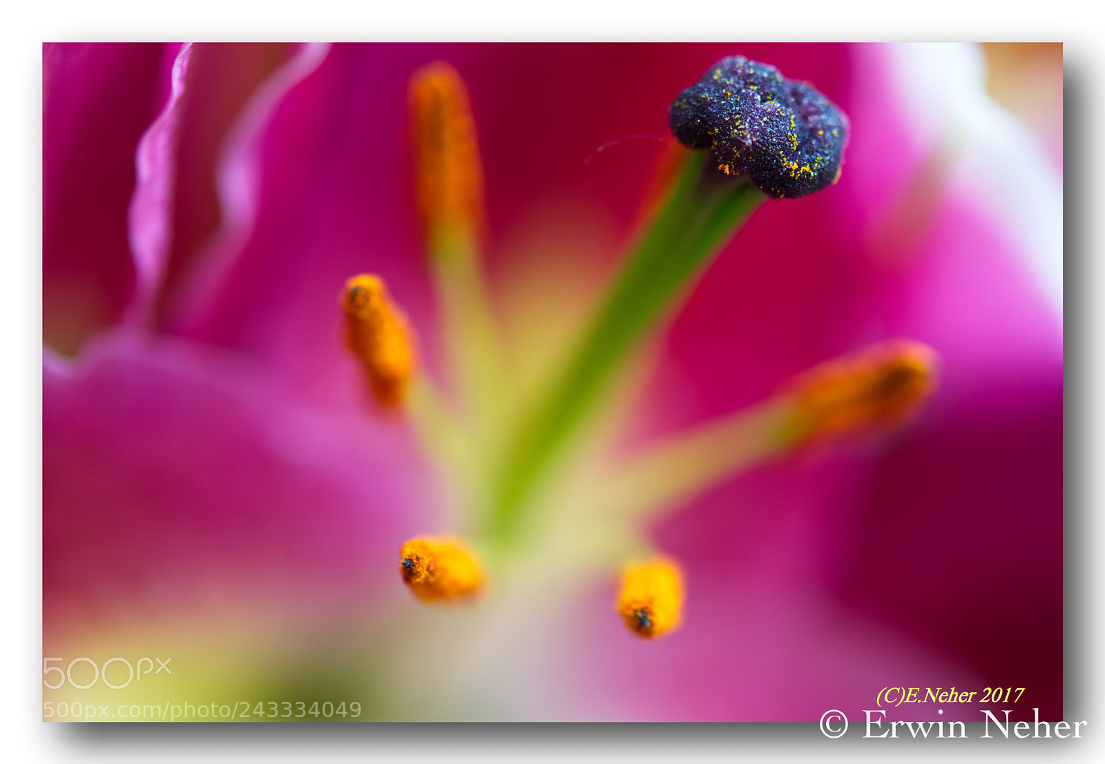 Nikon D7100 sample photo. Flower....macro photography