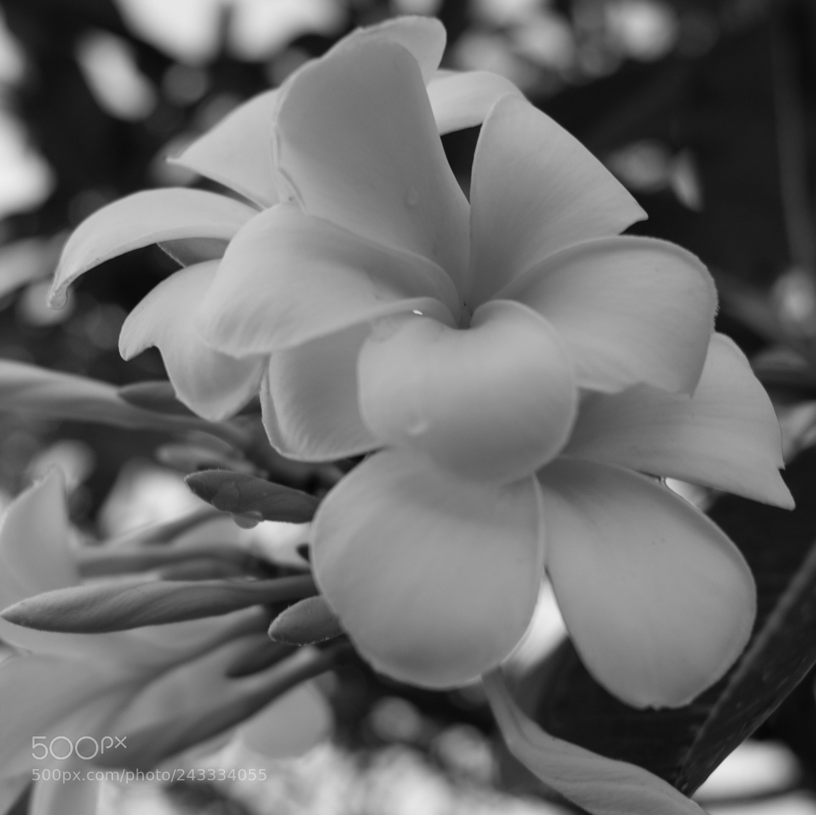Fujifilm X-Pro2 sample photo. Flower photography