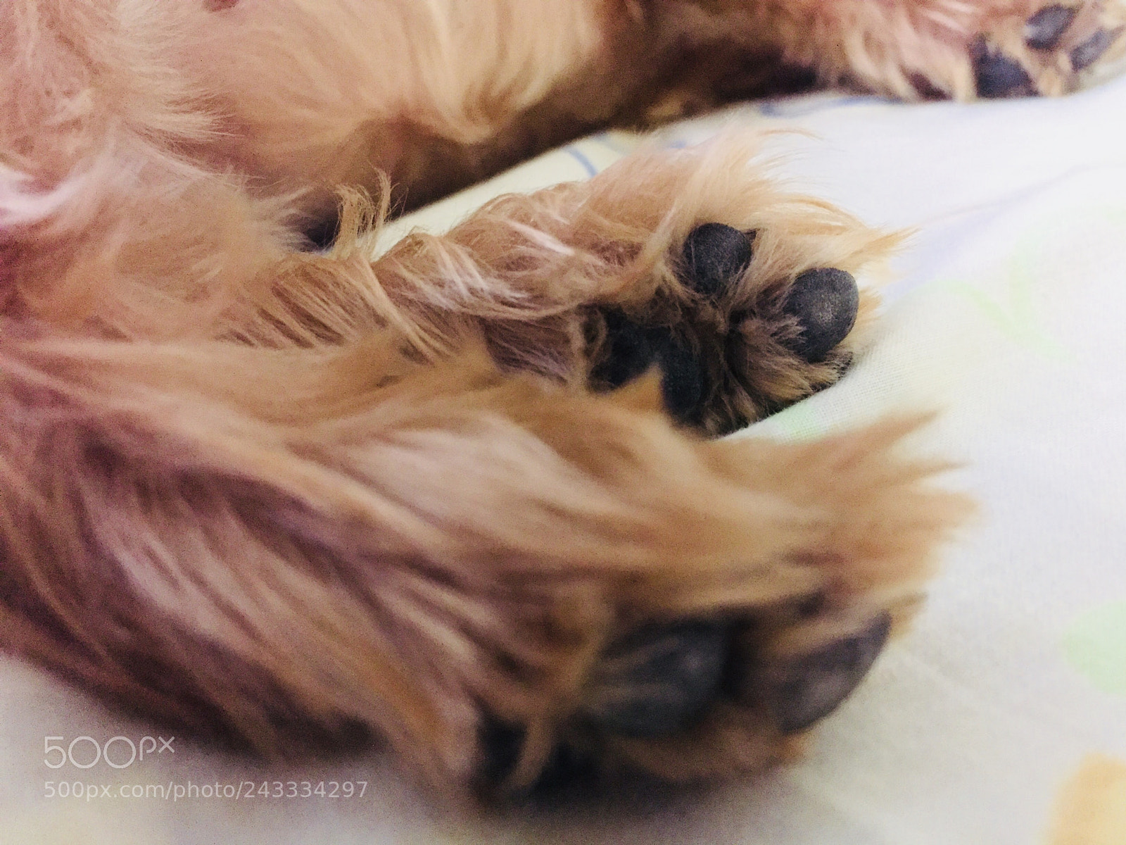 Apple iPhone 6 sample photo. Patitas photography