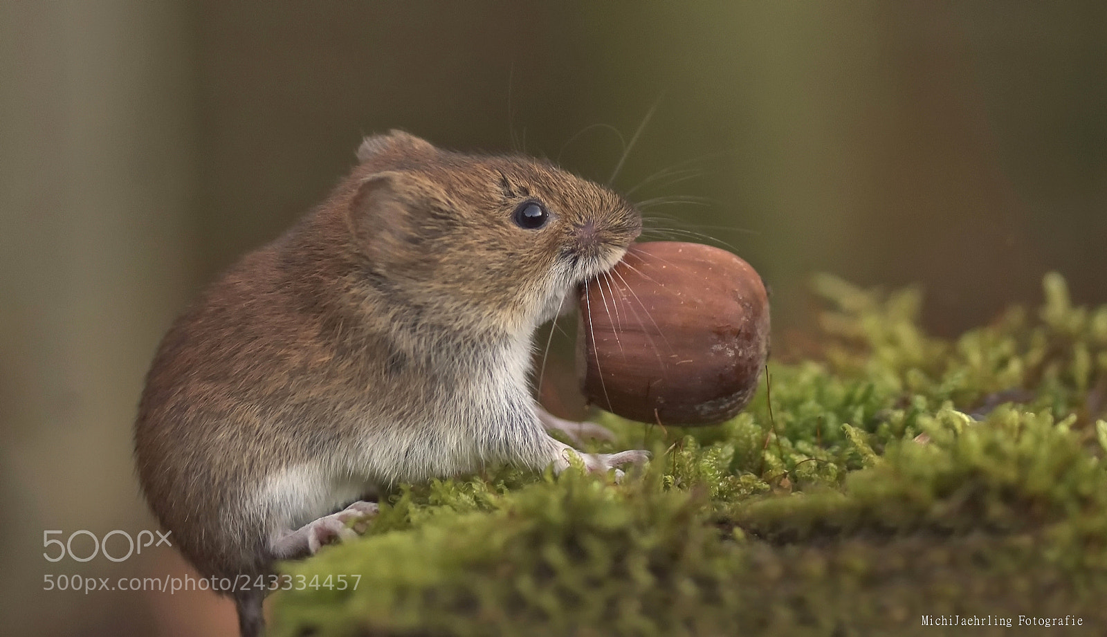 Nikon D7200 sample photo. Uff, the nut is photography