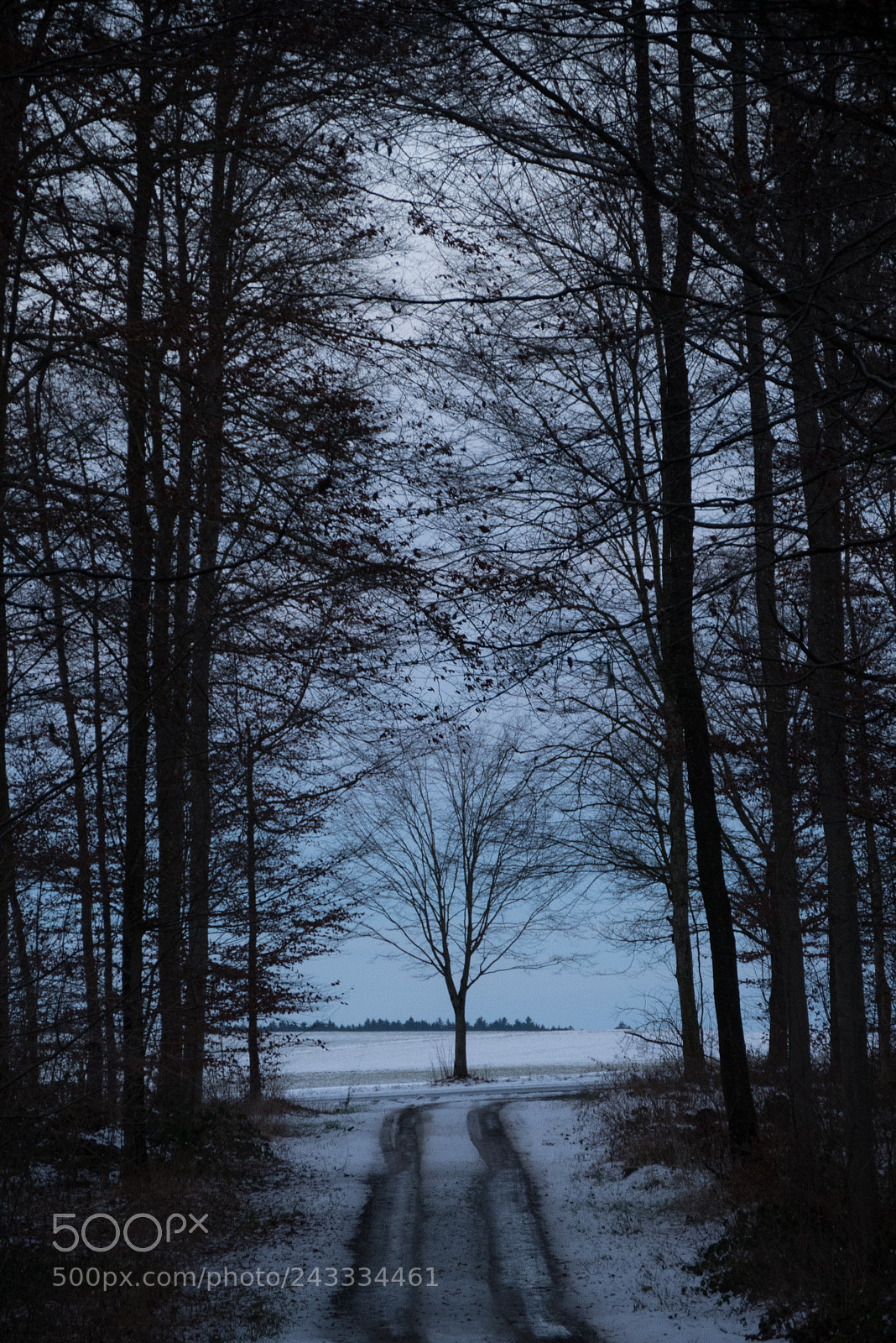 Panasonic DMC-G70 sample photo. Wood land winter path photography