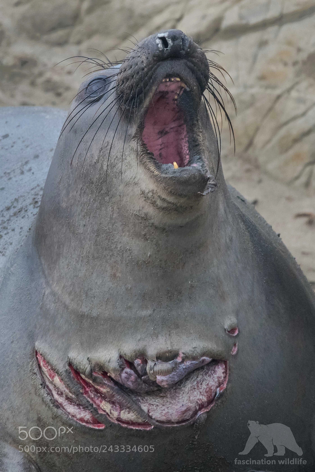 Nikon D850 sample photo. Wounded elephant seal photography