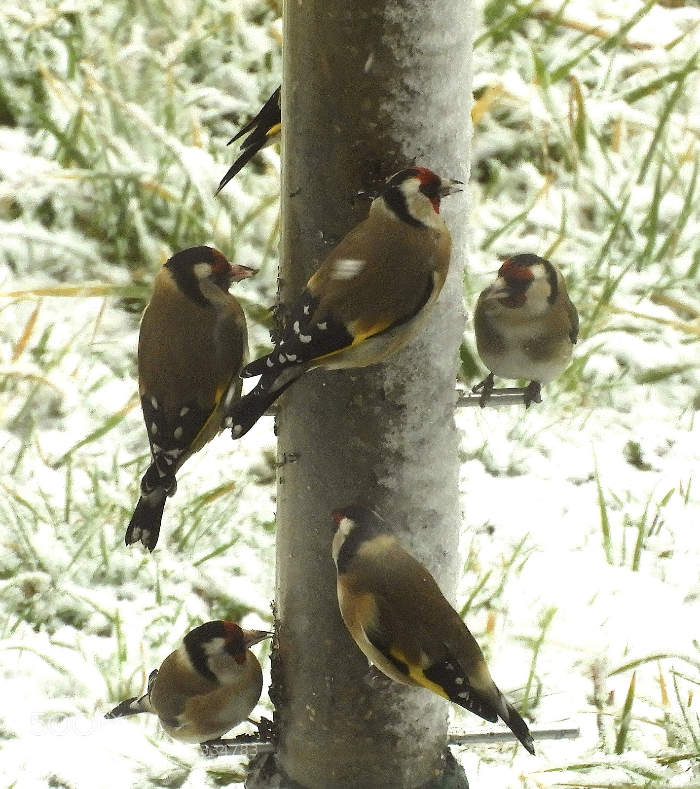 Nikon Coolpix B700 sample photo. Goldfinches in snow photography